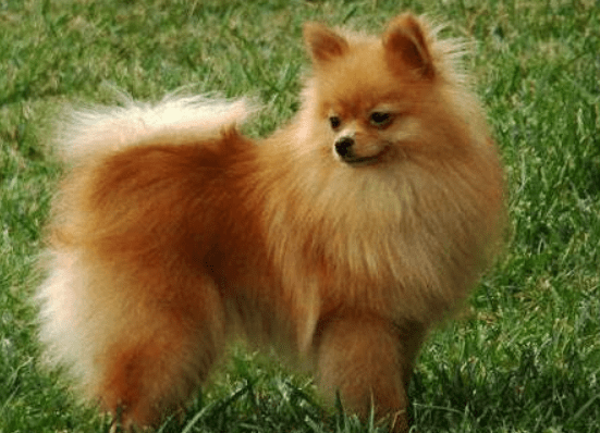 博美犬吃多了吐了怎么办?根据具体情况来处理