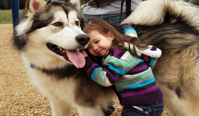 阿拉斯加不爱吃狗粮?试试这些办法