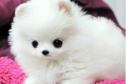 博美换牙期是几个月,一般来说都差不多的