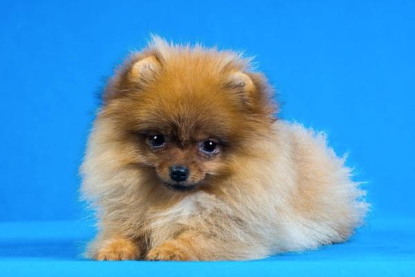 博美犬的喂养和日常护理,做好这几点