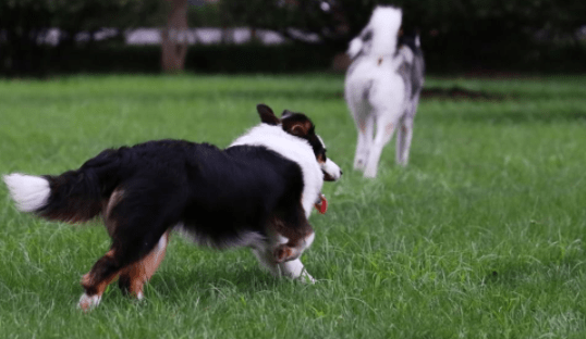 边境牧羊犬掉不掉毛？多少肯定会掉一些的