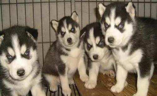 哈士奇粘人吗?下面这些情况符合你家的二哈