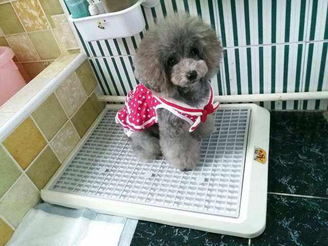 如何训练幼犬大小便？前面这几步很关键
