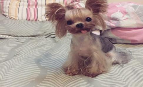 约克夏和泰迪哪个好?从这几个方面比较下就知道了