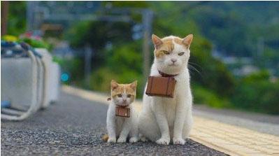 空运猫咪多少钱,没有想象的那么贵