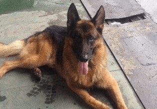 德牧犬怎么训练,必知大神训练方法