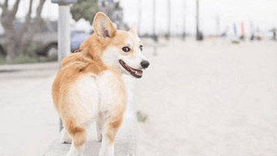 柯基犬的训练方法，训练之时要走心