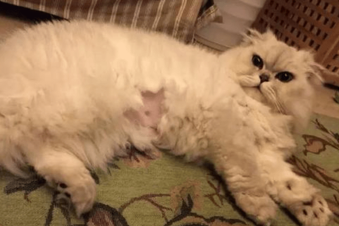 母猫发情症状,表现很明显的有这些