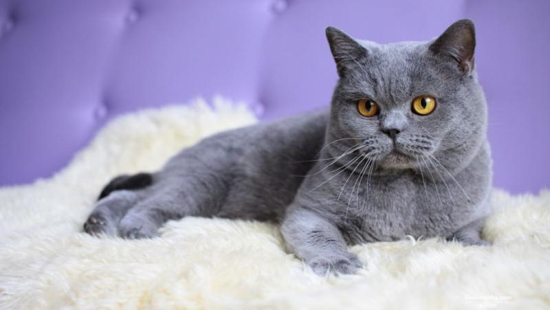 猫咪掉毛很严重怎么办?找对原因才好解决