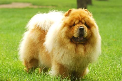 松狮犬吃什么,注意饮食松狮更好养