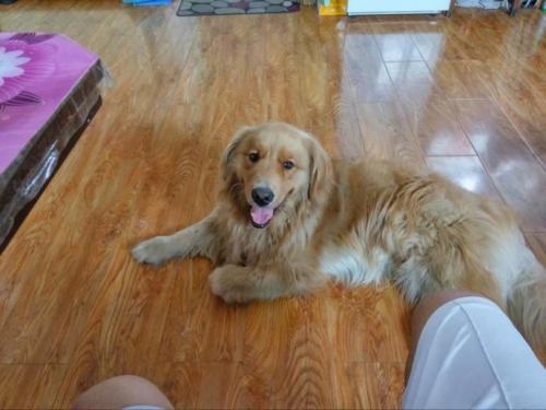 金毛第一胎能生几个?正常是这样的