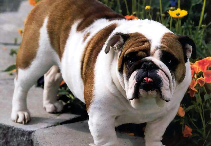 斗牛犬能斗牛吗?名如其狗,别以为这名号是乱起的