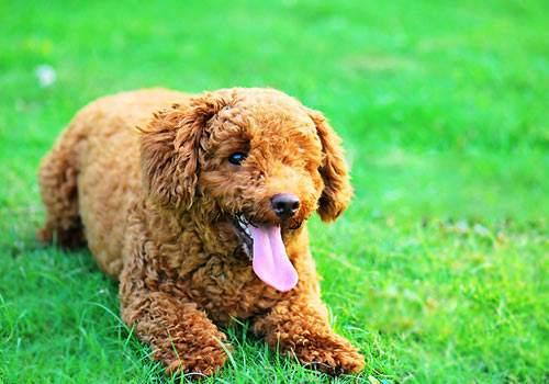 贵宾犬经常咬人怎么办？需要采取点措施