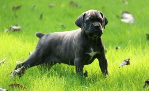 卡斯罗幼犬训练,该严厉的时候绝不温柔