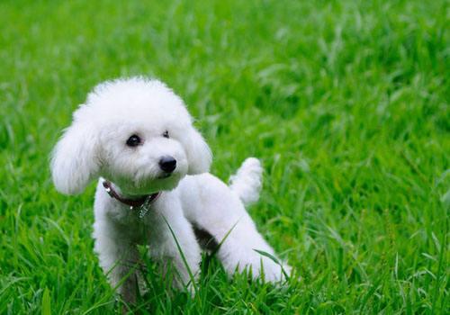 贵宾犬肚子大怎么回事?这几种原因可能会导致