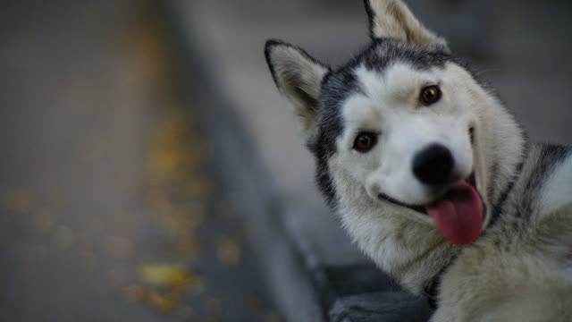 哈士奇该怎么训练,这七招必须了解