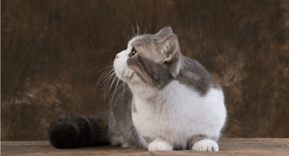 猫能吃巧克力吗,这件事不得不知