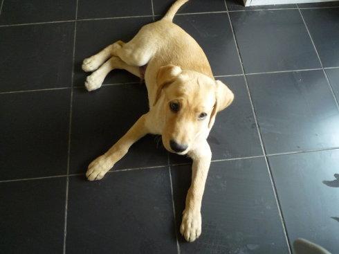 怎么训练小狗？美食引诱法效果明显