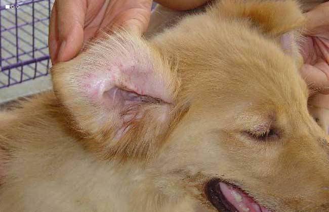 犬瘟热的治疗，这些方法很有效