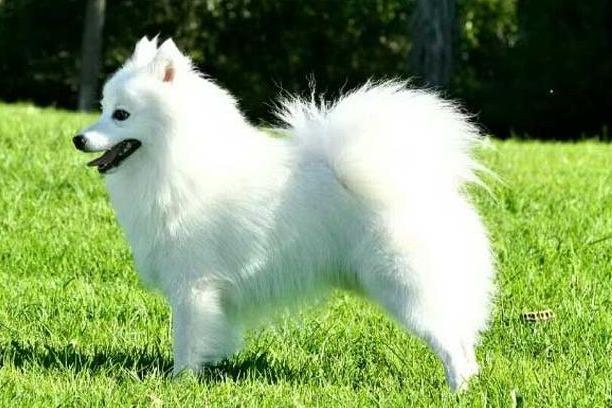 银狐犬和萨摩耶哪个贵?全面的来给你分析下
