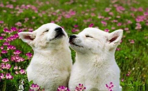 小狗能喝酸奶吗?控制好份量是可以的