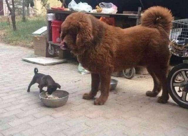 藏獒吃什么食物?针对藏獒饮食大分析