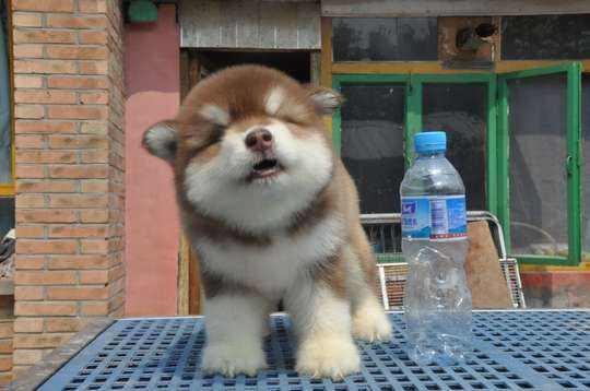 阿拉斯加几个月猛长,基本规律是这样的