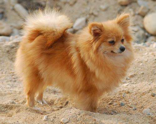博美犬一次生子能生多少个,来感受伟大的母爱