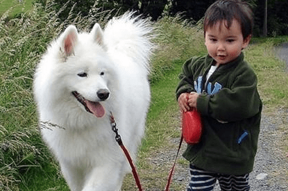 萨摩耶一般吃什么？荤素都可以