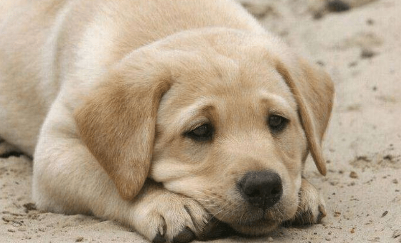 狗狗得胃炎怎么样?这些症状要分清楚了