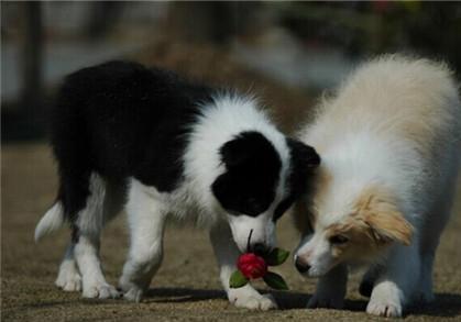 边境牧羊犬能不能当警犬？智商高有时候也是祸害
