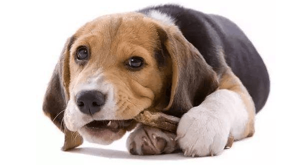 狗狗吃什么补钙?  选对食物和方法很重要