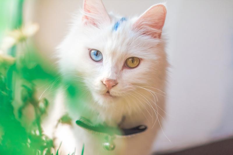 猫鼻子上长黑色的东西,是什么原因导致的