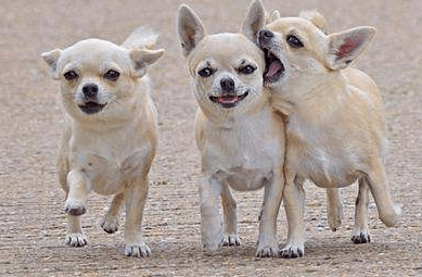 怎么训练吉娃娃,宠主速成方法在这里