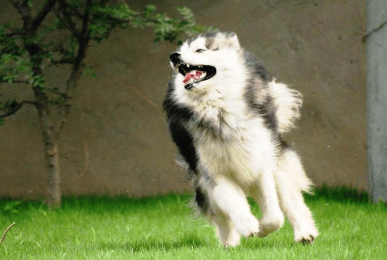 阿拉斯加犬要怎么训练,干货教程来学学