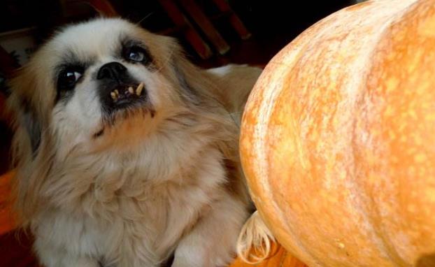 狗狗可以吃南瓜吗?虽能食用但别太多