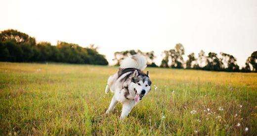 阿拉斯加犬不能吃什么？除了巧克力还有这些