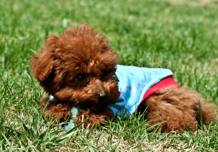 泰迪一天吃多少狗粮?饮食这件事要细心