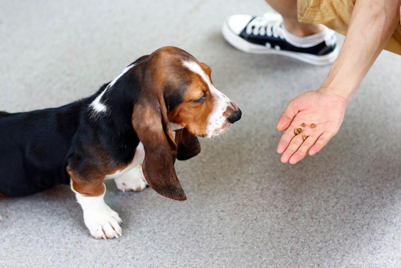 巴吉度犬吃什么？其实他们并不挑食