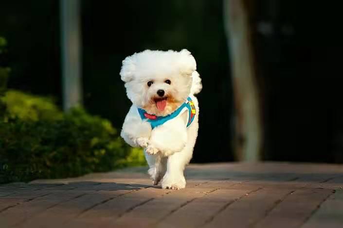 贵宾犬乱咬东西怎么办？从日常的训练着手