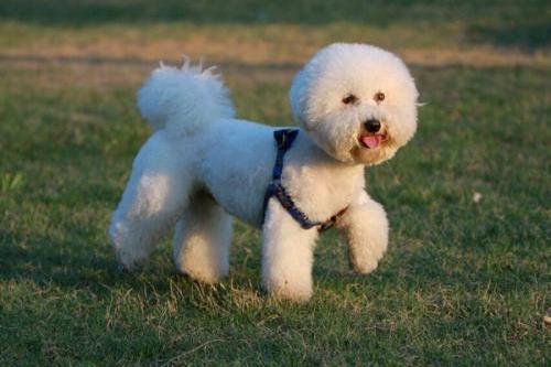 为什么比熊犬晚上叫？可能是这几个方面影响了