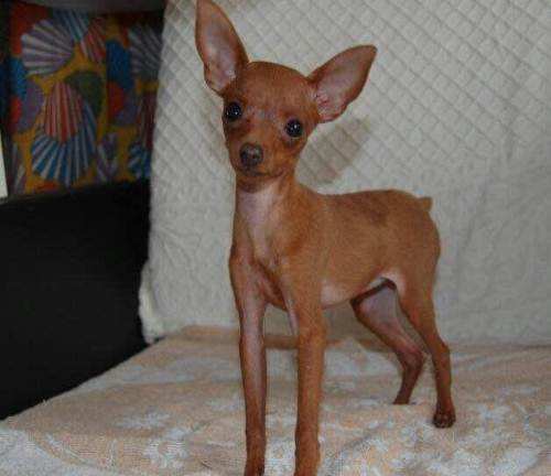 小鹿犬吃什么狗粮好，教你只选对的不选贵的