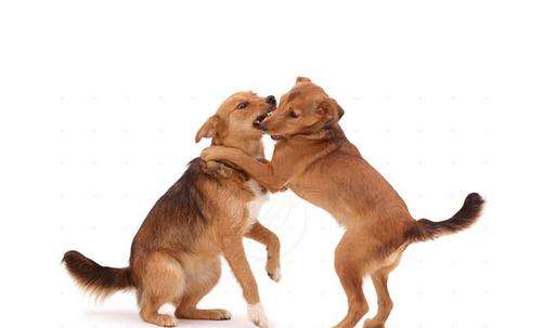 狂犬病的症状，早了解早预防