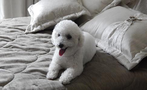 比熊犬有几种颜色?常见的就是白色