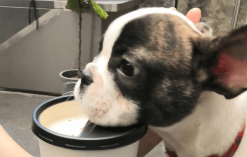 法国斗牛犬能活多久，陪伴多久还得靠你。