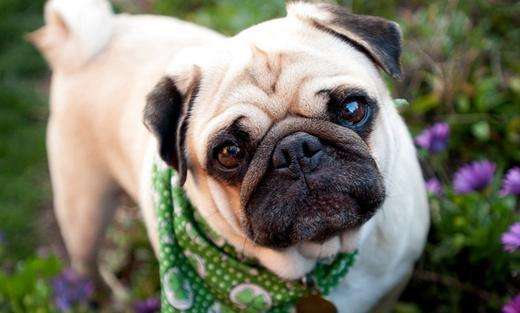 八哥犬和斗牛犬的区别,一起来对比一下