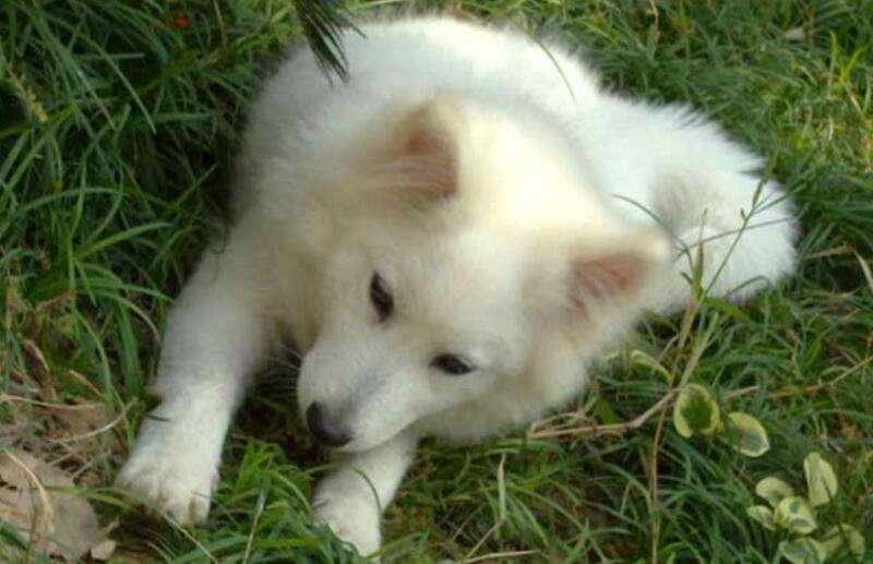 银狐犬吃什么?这些食物都是上上之选