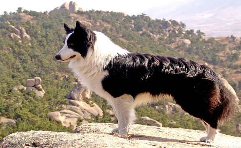 边境牧羊犬多聪明?狗界的学霸
