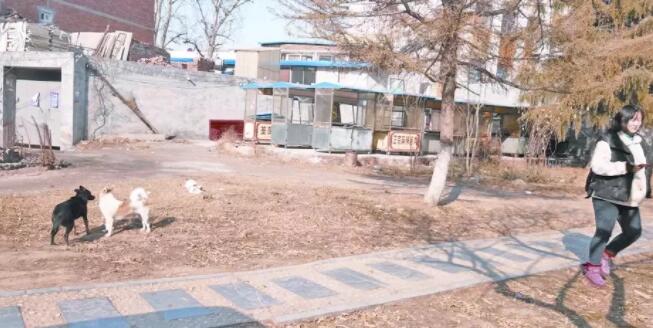 这50种狗不能养了?新乡各界人士谈“狗事儿”