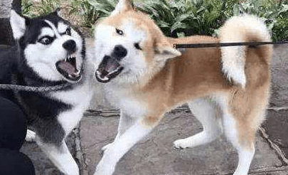 跟秋田犬很像的狗,柴犬和它可能是亲兄弟